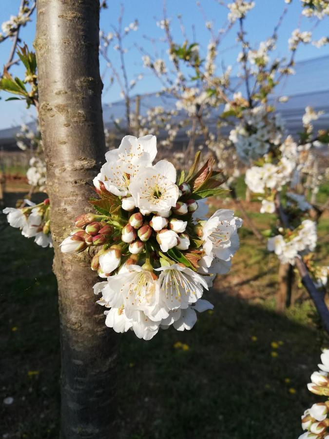 Borgo D'Asolo Villa San Vito Di Altivole Kültér fotó